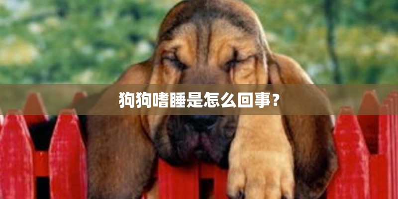 狗狗嗜睡是怎么回事？