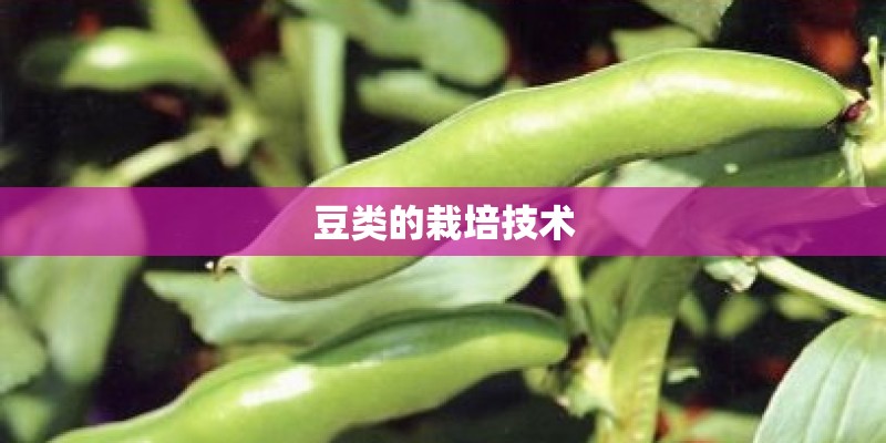 豆类的栽培技术