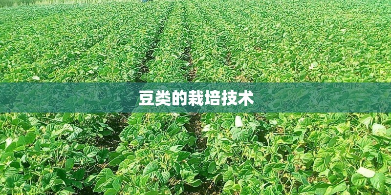 豆类的栽培技术