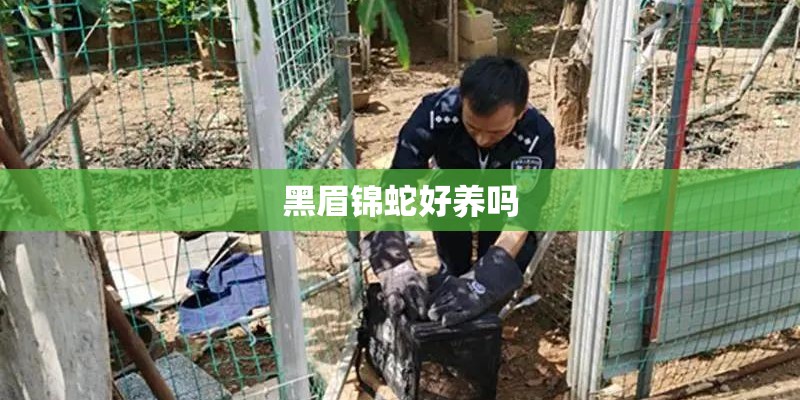 黑眉锦蛇好养吗