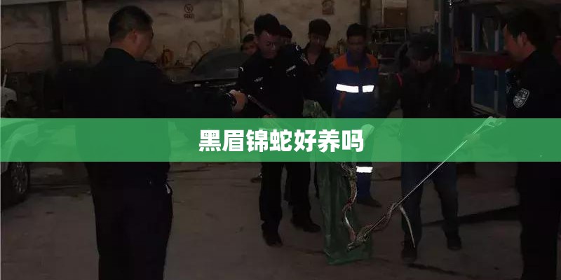 黑眉锦蛇好养吗