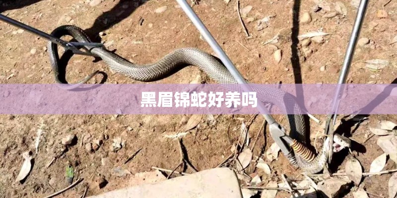 黑眉锦蛇好养吗