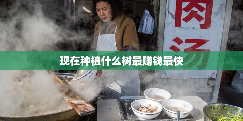 现在种植什么树最赚钱最快