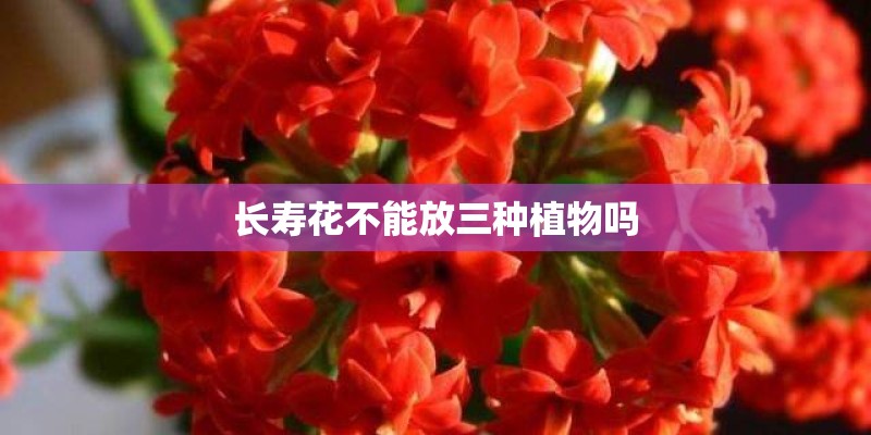 长寿花不能放三种植物吗