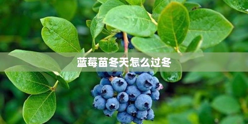 蓝莓苗冬天怎么过冬