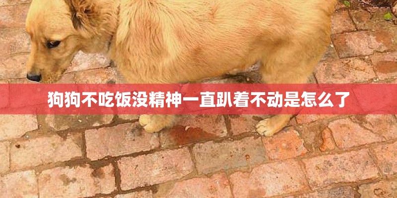 狗狗不吃饭没精神一直趴着不动是怎么了