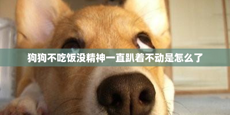 狗狗不吃饭没精神一直趴着不动是怎么了