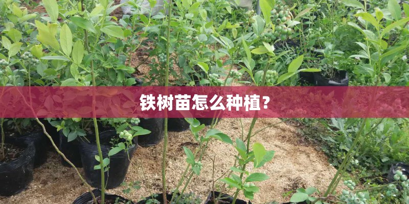 铁树苗怎么种植？