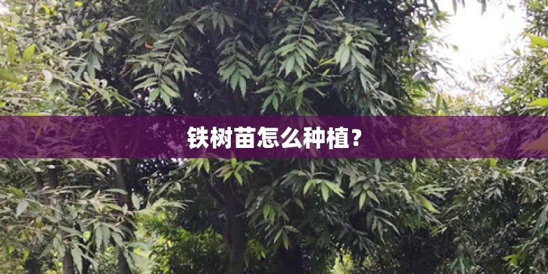 铁树苗怎么种植？