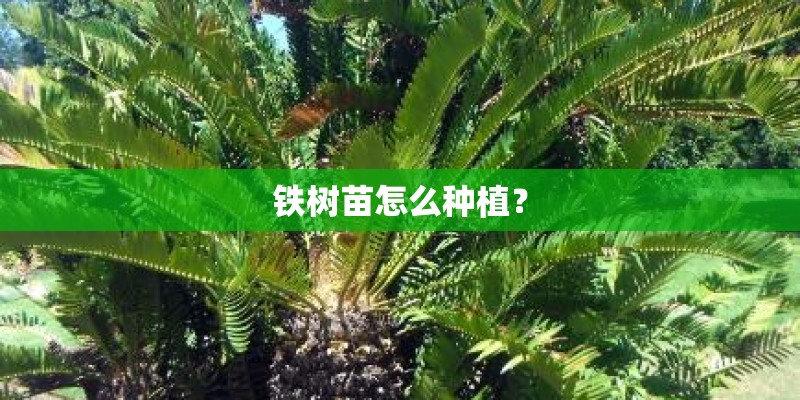 铁树苗怎么种植？