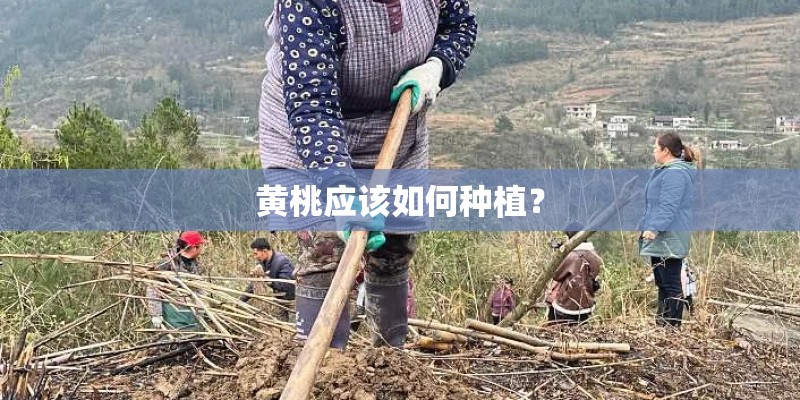 黄桃应该如何种植？