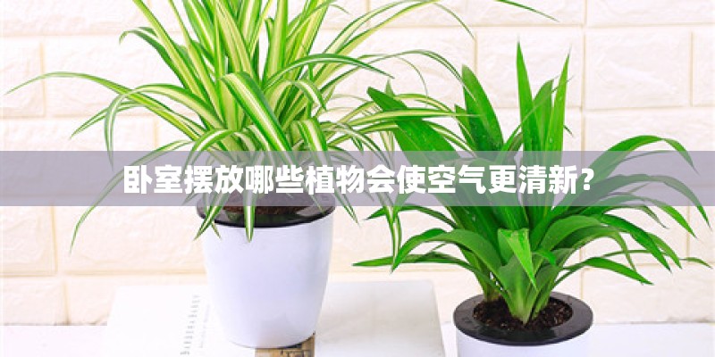 卧室摆放哪些植物会使空气更清新？