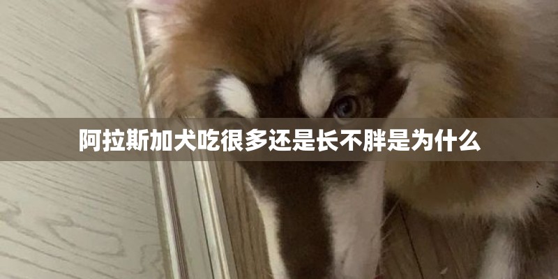 阿拉斯加犬吃很多还是长不胖是为什么