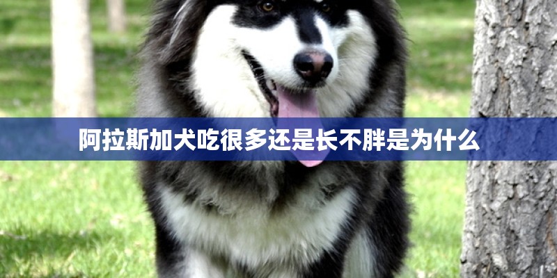 阿拉斯加犬吃很多还是长不胖是为什么