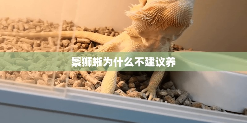 鬃狮蜥为什么不建议养