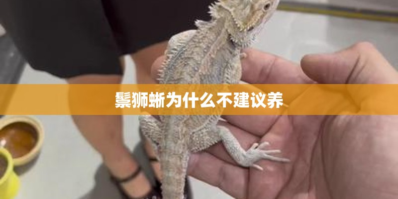 鬃狮蜥为什么不建议养