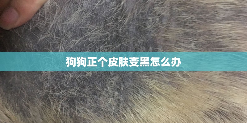 狗狗正个皮肤变黑怎么办