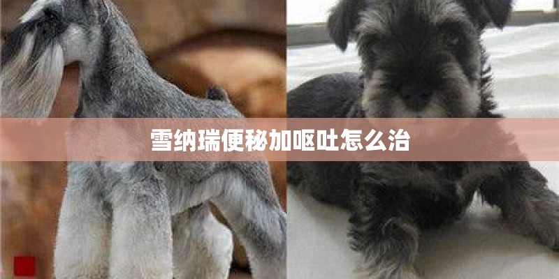 雪纳瑞便秘加呕吐怎么治