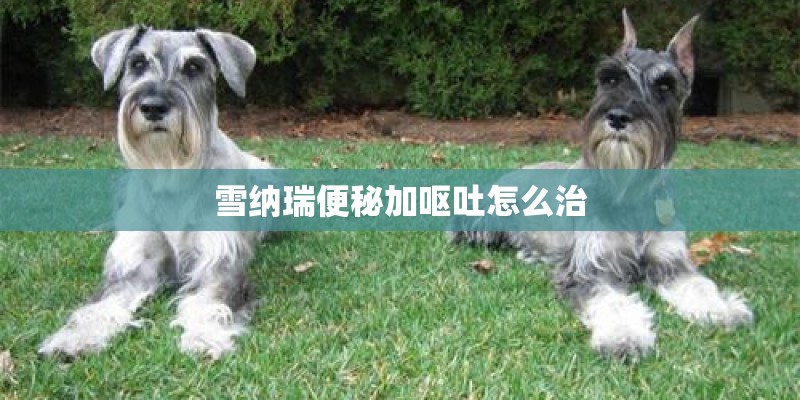 雪纳瑞便秘加呕吐怎么治