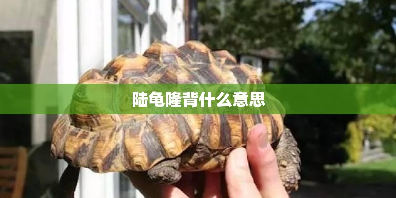 陆龟隆背什么意思