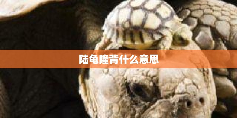 陆龟隆背什么意思