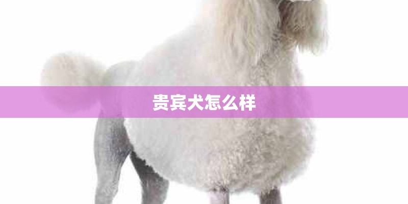 贵宾犬怎么样