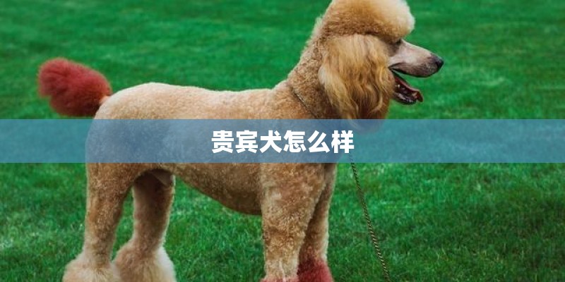 贵宾犬怎么样