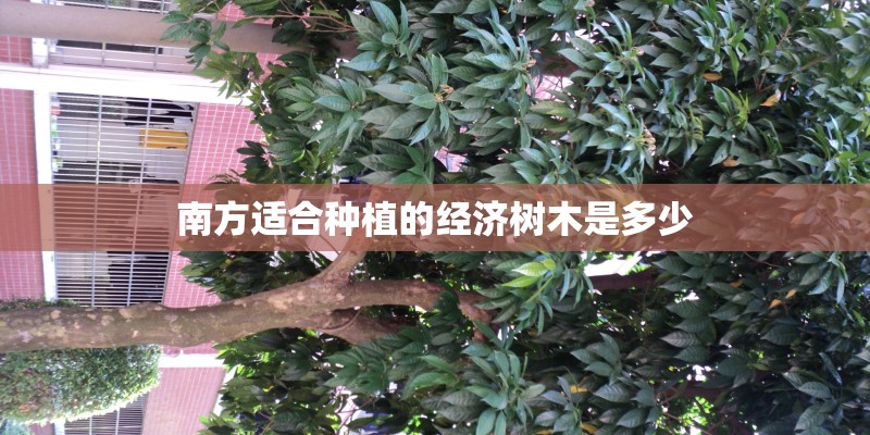 南方适合种植的经济树木是多少