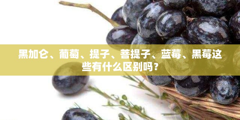 黑加仑、葡萄、提子、菩提子、蓝莓、黑莓这些有什么区别吗？
