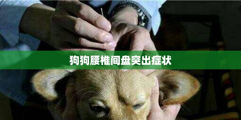 狗狗腰椎间盘突出症状