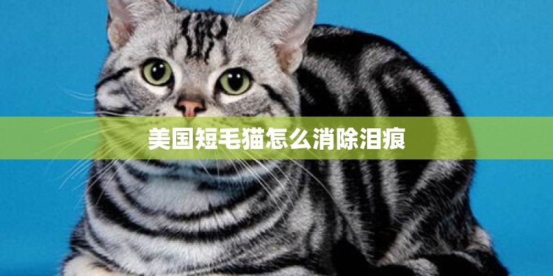 美国短毛猫怎么消除泪痕