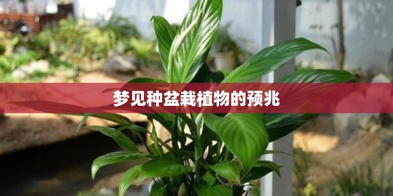梦见种盆栽植物的预兆
