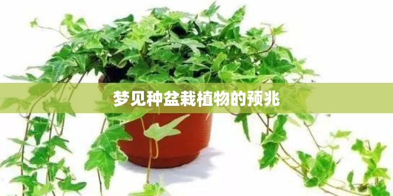 梦见种盆栽植物的预兆