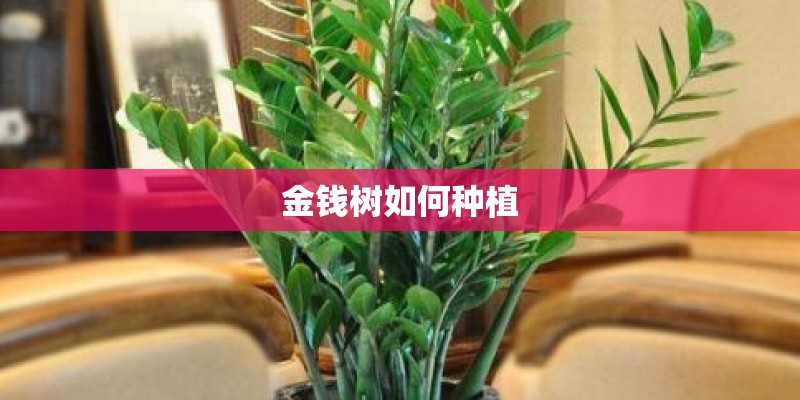 金钱树如何种植