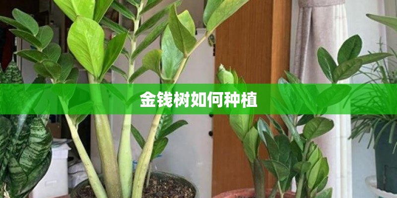 金钱树如何种植