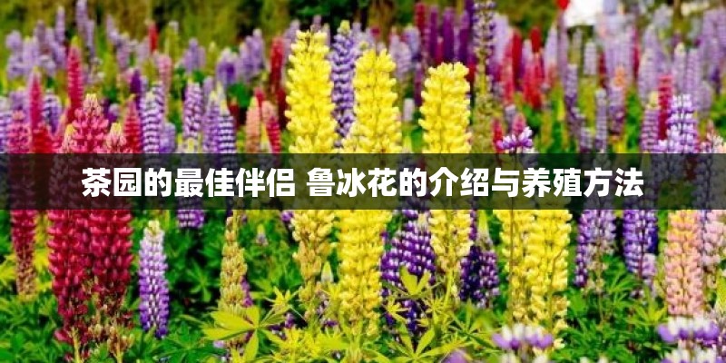 茶园的最佳伴侣 鲁冰花的介绍与养殖方法