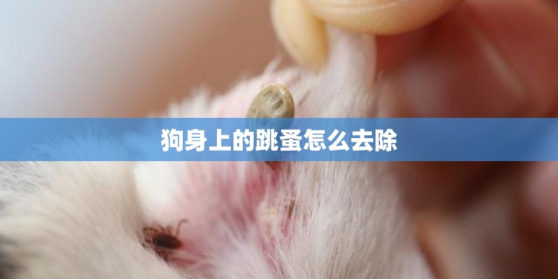 狗身上的跳蚤怎么去除