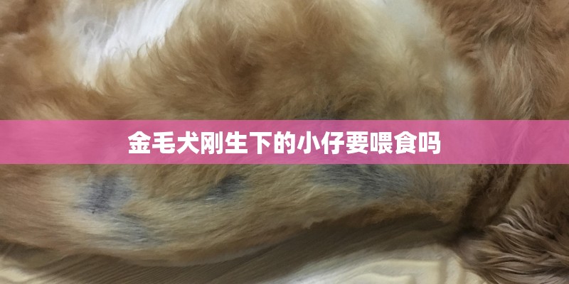 金毛犬刚生下的小仔要喂食吗