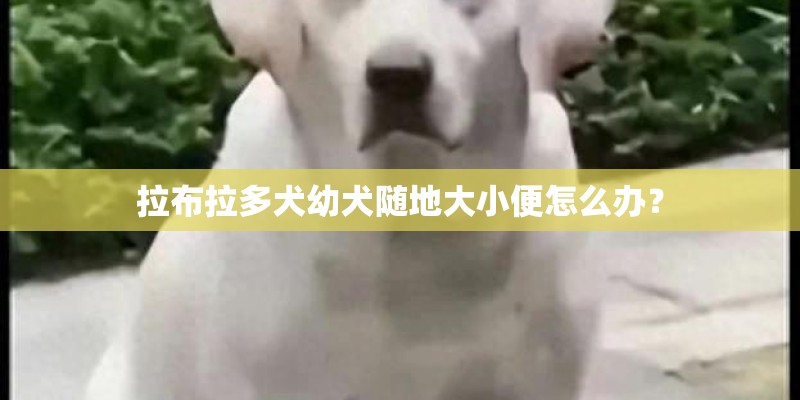 拉布拉多犬幼犬随地大小便怎么办？