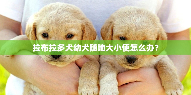 拉布拉多犬幼犬随地大小便怎么办？