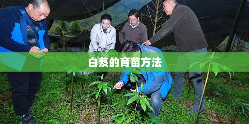 白芨的育苗方法