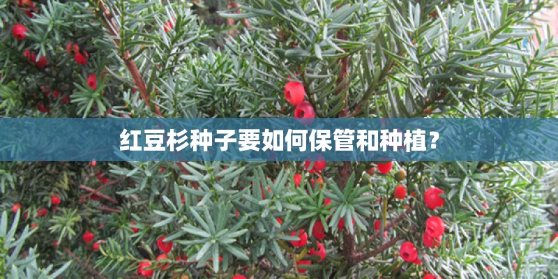 红豆杉种子要如何保管和种植？