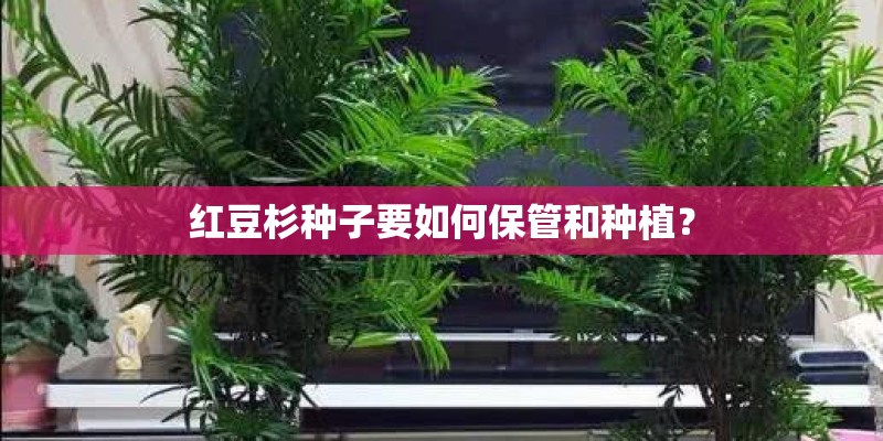 红豆杉种子要如何保管和种植？