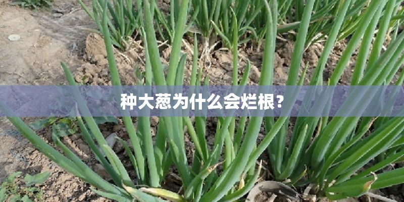 种大葱为什么会烂根？