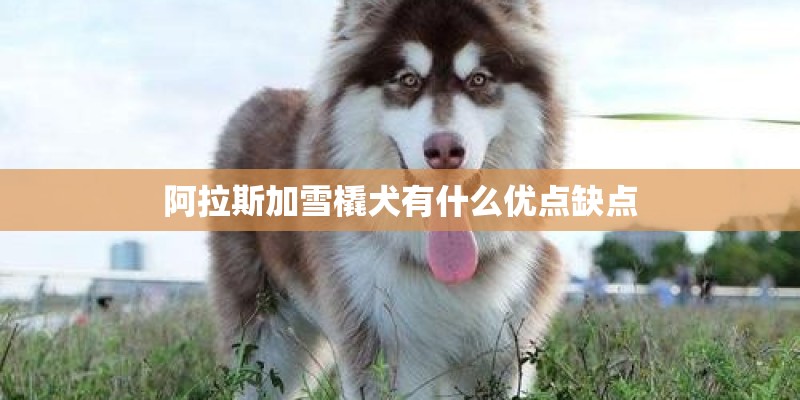 阿拉斯加雪橇犬有什么优点缺点