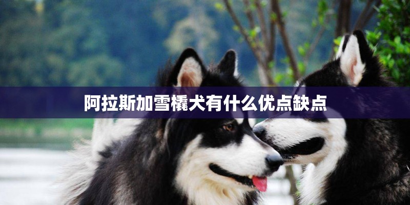 阿拉斯加雪橇犬有什么优点缺点