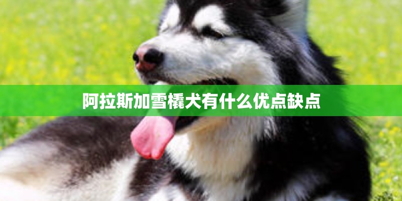 阿拉斯加雪橇犬有什么优点缺点
