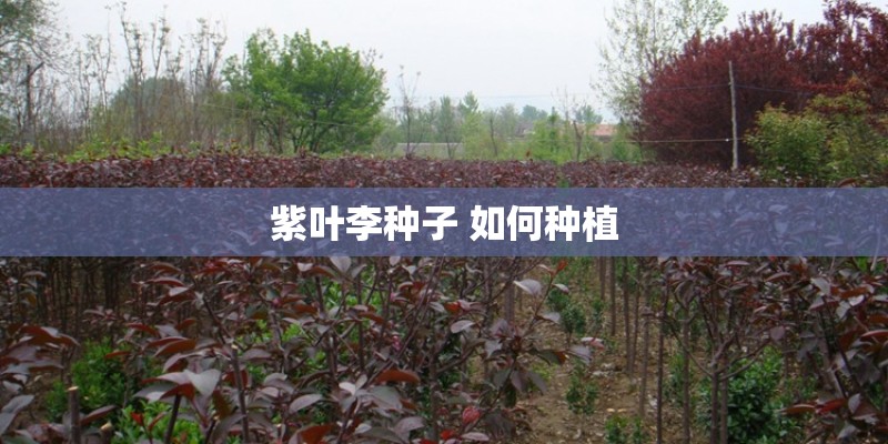 紫叶李种子 如何种植