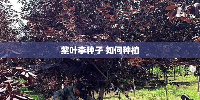 紫叶李种子 如何种植