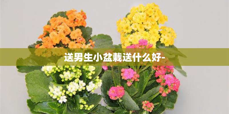 送男生小盆栽送什么好-